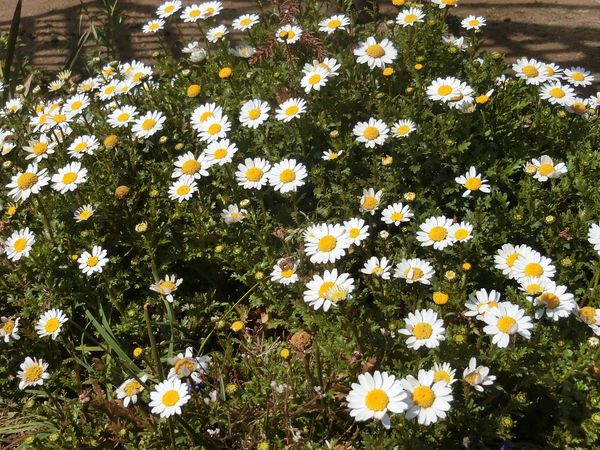 f:id:maronmame:20190315182809j:plain