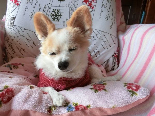 f:id:maronmame:20190315182903j:plain