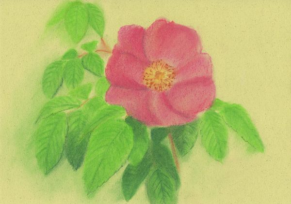 f:id:maronmame:20190317173744j:plain