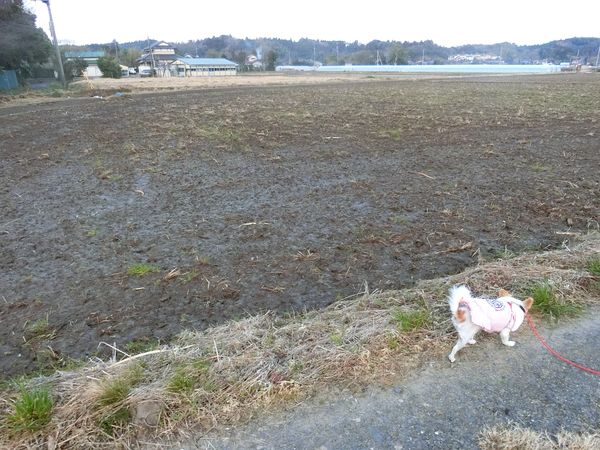 f:id:maronmame:20190317174224j:plain