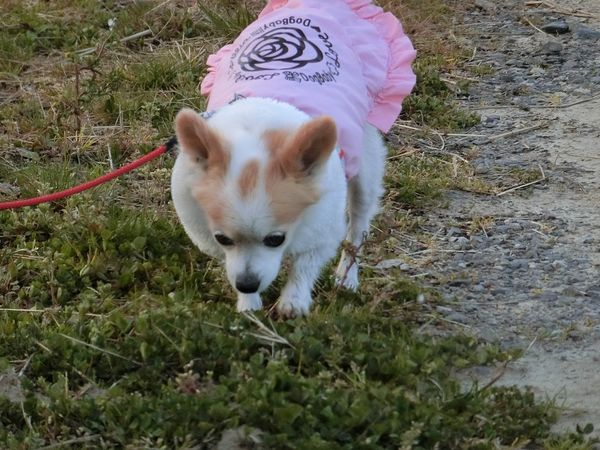 f:id:maronmame:20190317174249j:plain