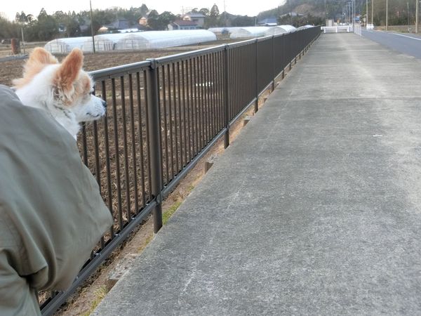 f:id:maronmame:20190317174345j:plain