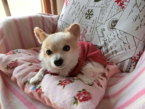 f:id:maronmame:20190317174424j:plain