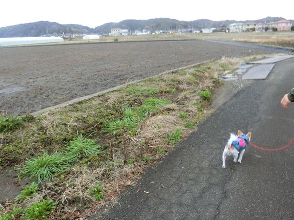 f:id:maronmame:20190323124209j:plain