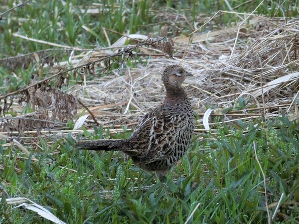 f:id:maronmame:20190323124233j:plain