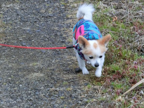 f:id:maronmame:20190323124330j:plain