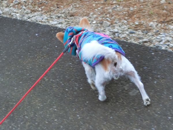 f:id:maronmame:20190323124406j:plain