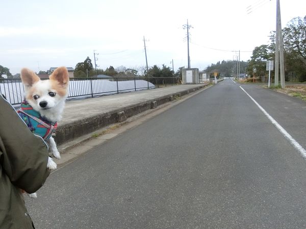 f:id:maronmame:20190323124423j:plain