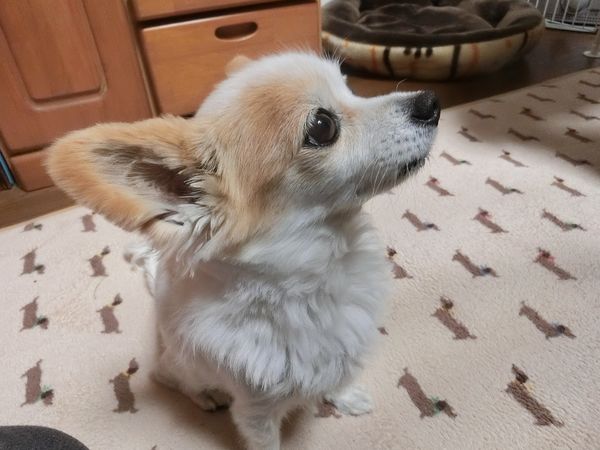 f:id:maronmame:20190323124515j:plain