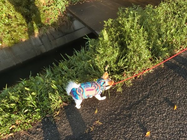 f:id:maronmame:20190410094804j:plain