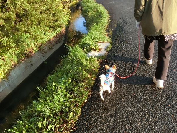 f:id:maronmame:20190410094821j:plain