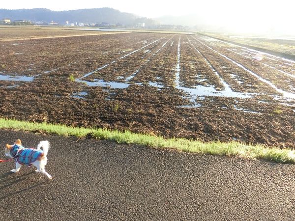 f:id:maronmame:20190410094852j:plain