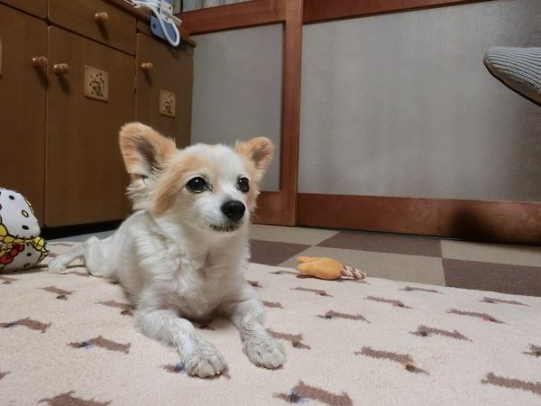 f:id:maronmame:20190410094925j:plain