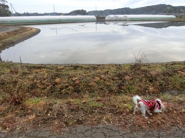 f:id:maronmame:20190415070804j:plain f:id:maronmame:20190415070804j:plain