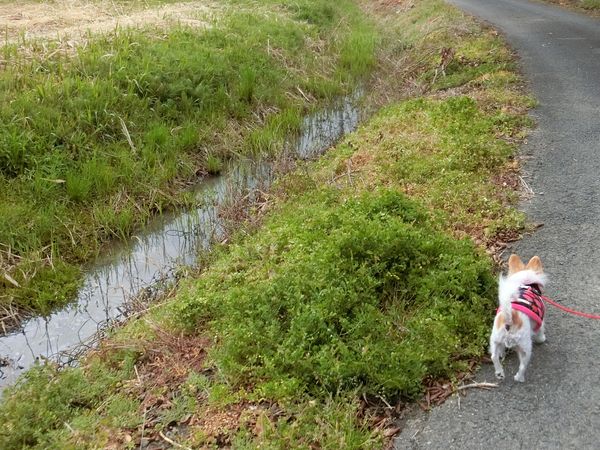 f:id:maronmame:20190415070820j:plain f:id:maronmame:20190415070820j:plain