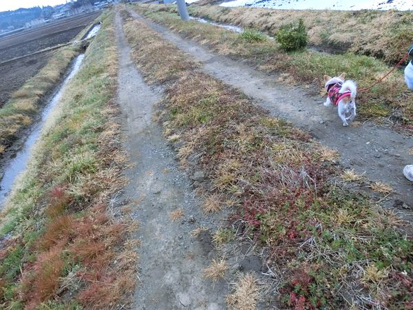 f:id:maronmame:20190415070838j:plain f:id:maronmame:20190415070838j:plain