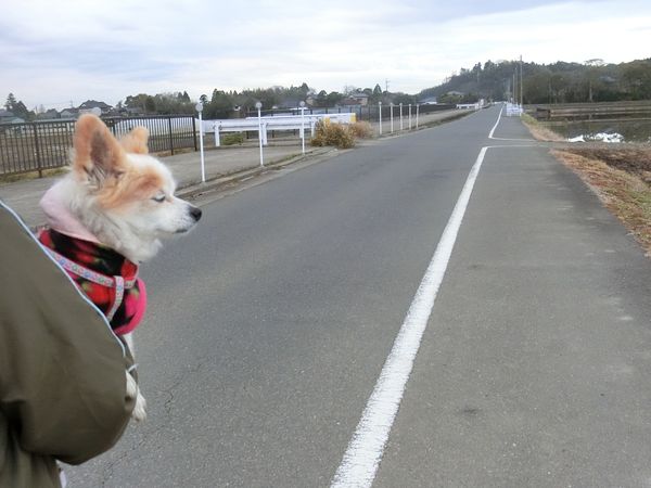 f:id:maronmame:20190415070853j:plain f:id:maronmame:20190415070853j:plain