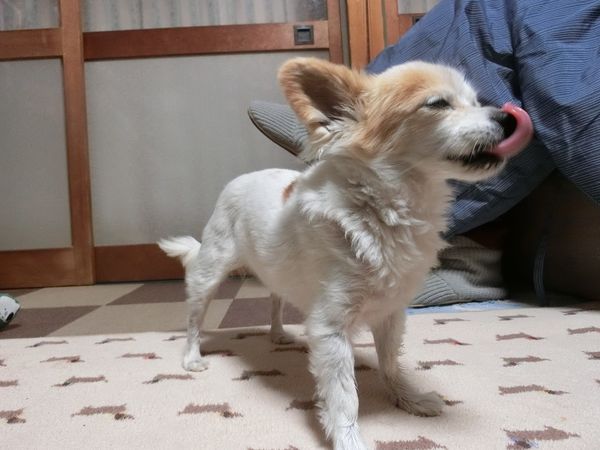 f:id:maronmame:20190415071227j:plain f:id:maronmame:20190415071227j:plain