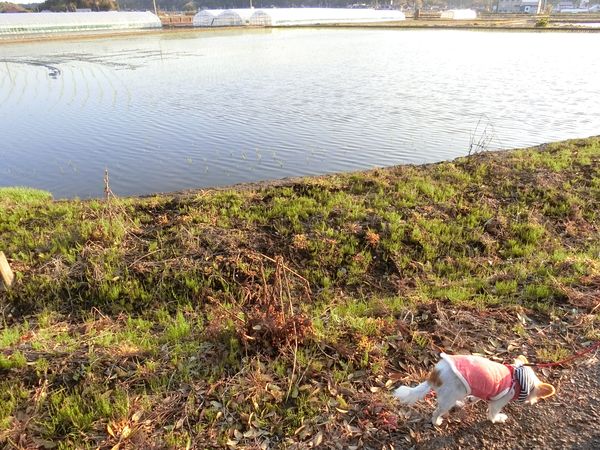 f:id:maronmame:20190420160831j:plain