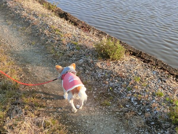 f:id:maronmame:20190420160900j:plain