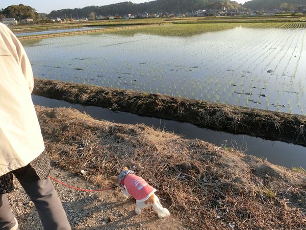 f:id:maronmame:20190420160932j:plain