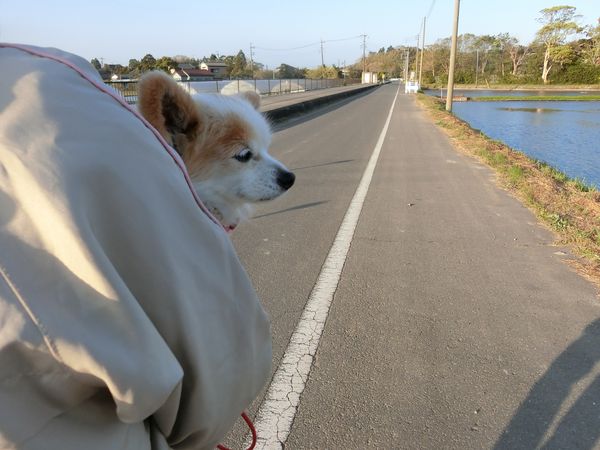 f:id:maronmame:20190420160949j:plain