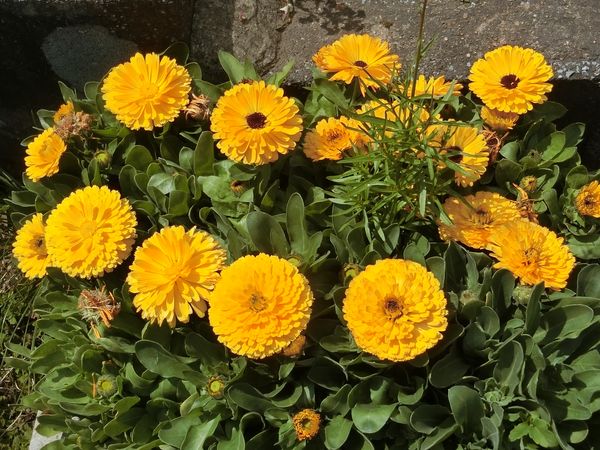 f:id:maronmame:20190420161006j:plain