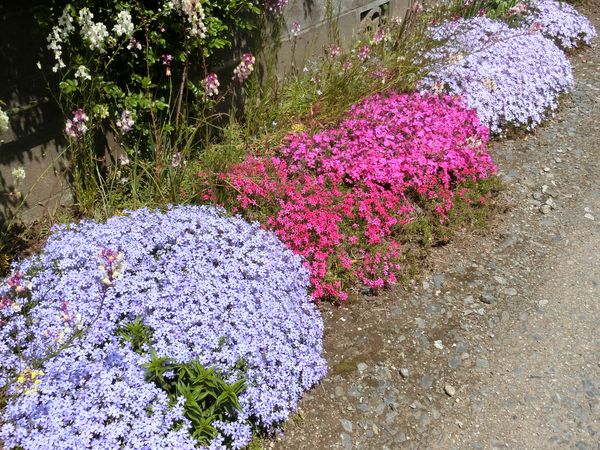 f:id:maronmame:20190420161022j:plain