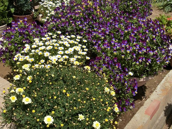 f:id:maronmame:20190420161057j:plain