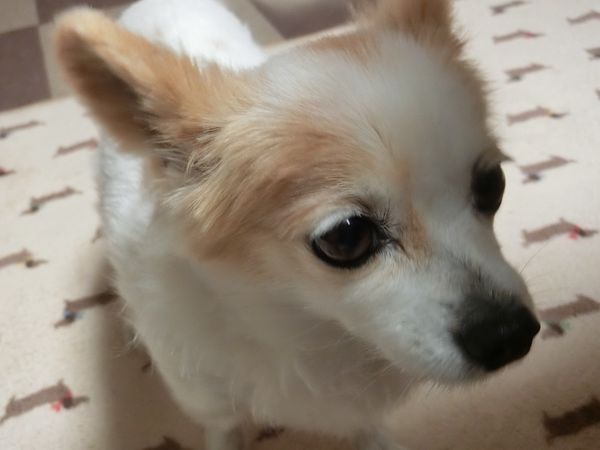 f:id:maronmame:20190420161114j:plain