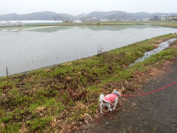 f:id:maronmame:20190424175908j:plain