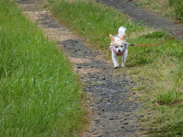 f:id:maronmame:20190424175925j:plain