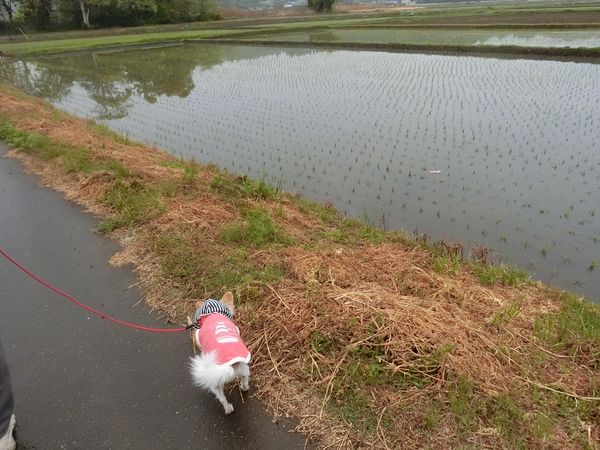 f:id:maronmame:20190424175949j:plain