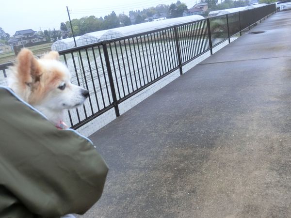 f:id:maronmame:20190424180006j:plain