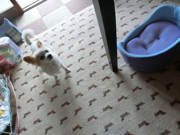 f:id:maronmame:20190424180248j:plain