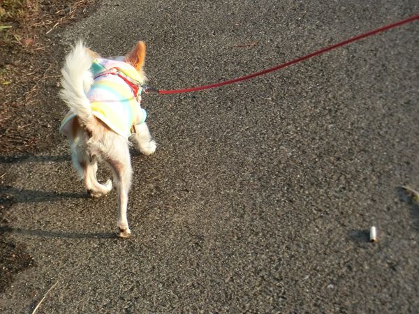 f:id:maronmame:20190503152647j:plain