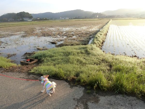 f:id:maronmame:20190503152704j:plain