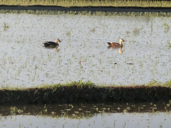 f:id:maronmame:20190503152725j:plain