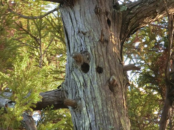 f:id:maronmame:20190503152933j:plain