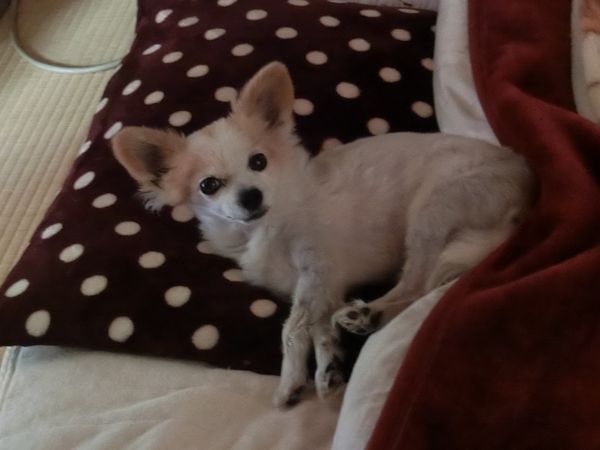 f:id:maronmame:20190503153019j:plain