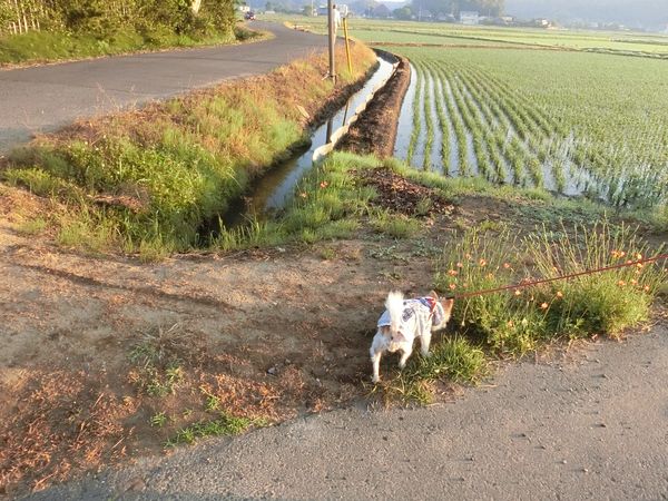 f:id:maronmame:20190525120002j:plain