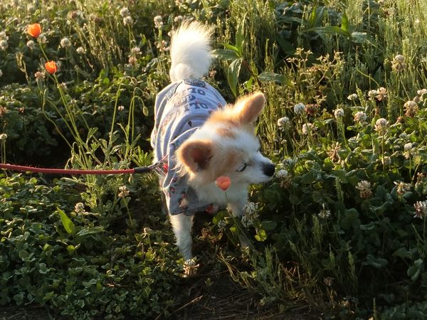 f:id:maronmame:20190525120030j:plain