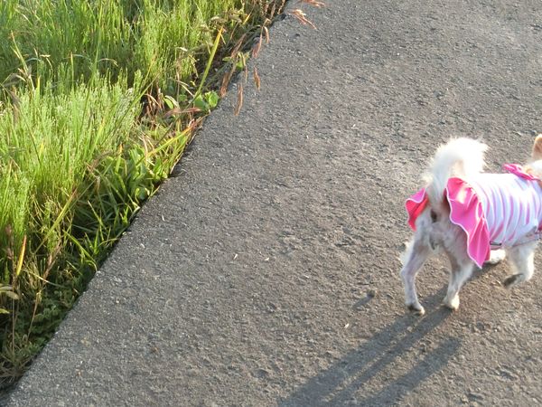 f:id:maronmame:20190525120117j:plain