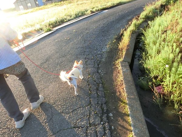 f:id:maronmame:20190616130447j:plain