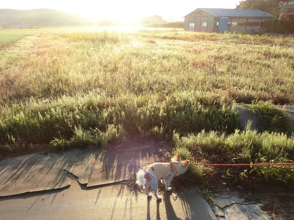 f:id:maronmame:20190616130500j:plain