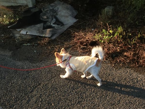 f:id:maronmame:20190616130517j:plain