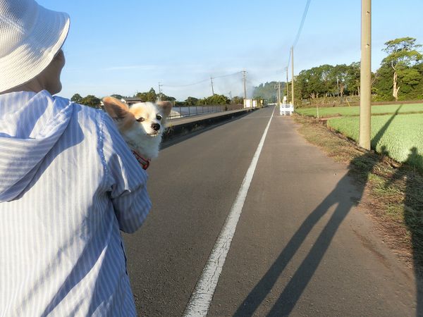 f:id:maronmame:20190616130533j:plain