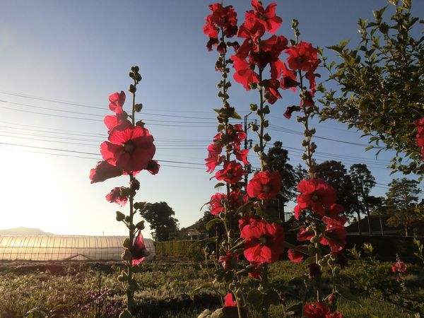 f:id:maronmame:20190616130602j:plain