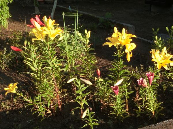 f:id:maronmame:20190616130639j:plain