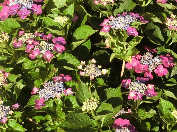 f:id:maronmame:20190616130654j:plain